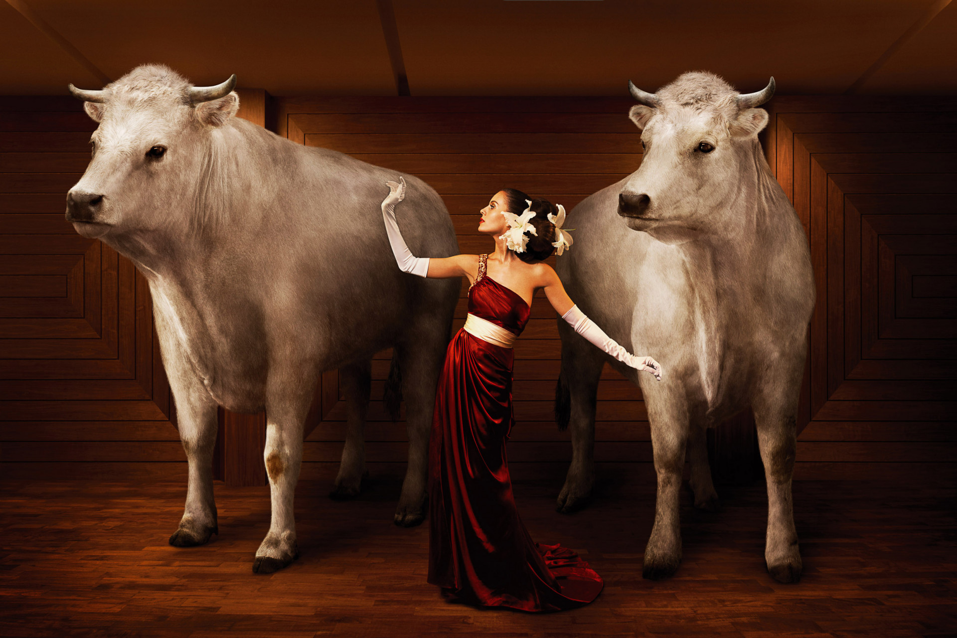 attractive woman between 2 cows